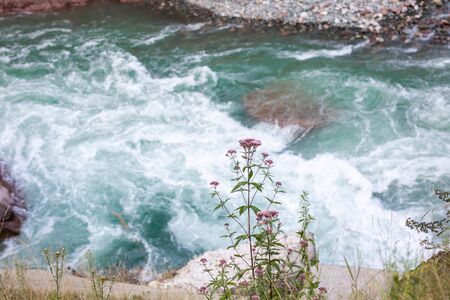 Mountain lue river flowing between res stones through the green forestの写真素材