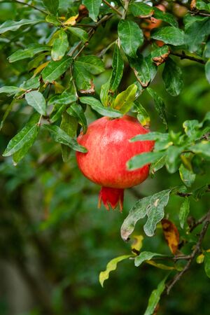 almost ripe pomegranate fruit hanging in the tree.の写真素材