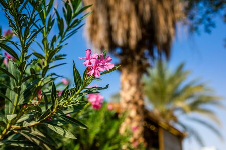 Dead Sea seashore with palm trees and mountains on background.の写真素材