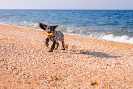 Young springer spaniel dog playing with toy on a floor on sea shore.の写真素材