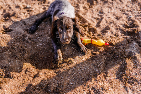 Young springer spaniel dog playing with toy on a floor on sea shore.の写真素材