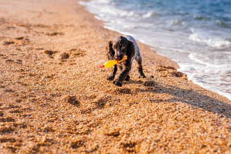 Young springer spaniel dog playing with toy on a floor on sea shore.の写真素材