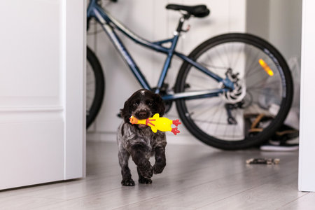 young springer spaniel dog playing with toy on a floor at home.の写真素材