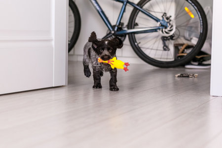 young springer spaniel dog playing with toy on a floor at home.の写真素材
