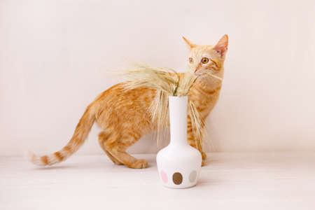 The red-haired kitten stands on the table and smells the ear of wheat in a vase.の写真素材