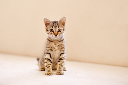 A little striped kitten sits on a cozy beige couch and stares with big eyes. Home comfort concept.の写真素材