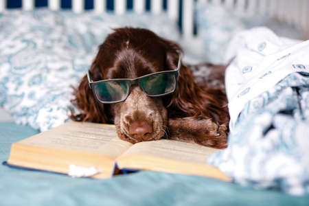 Brown spaniel lying under a warm blanket on the bed holding a book.の写真素材