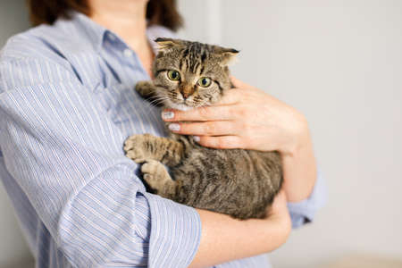 A Scottish lop-eared cat is lying in a woman's arms. The fluffy pet is nestled comfortably in the arms of her mistress. Background with space for text.の写真素材
