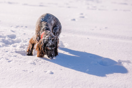 Russian brown spaniel running, playing, shoveling snow in a snowy field.