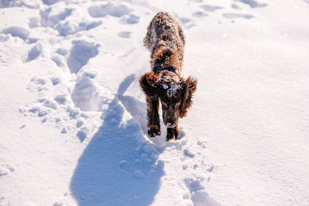 Russian brown spaniel running, playing, shoveling snow in a snowy field.