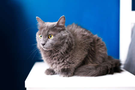 A smoky gray and very fluffy cat sits on the bedside table near the lamp on a blue background.の写真素材