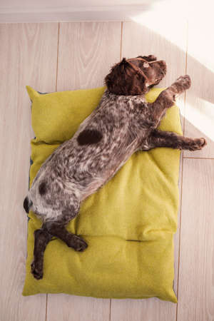 Russian brown spaniel puppy lying on the green bedding of the house on the wooden floor.の写真素材