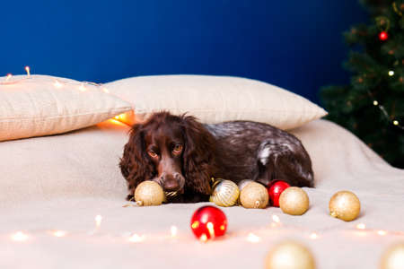 Russian spaniel with big ears plays with Christmas toys, gold balls and jumps on the bed. Dog holds gold balloon in his mouth.の写真素材