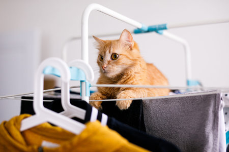 A red furry cat lies on a clothes dryer with clean clothes. Kitten playing, hunting, staring...