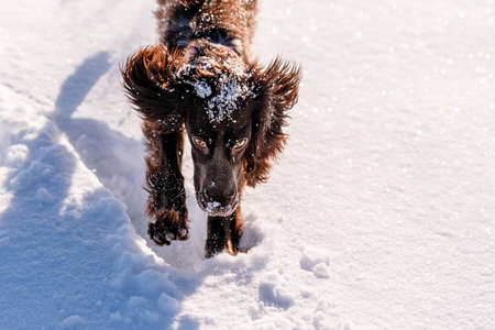 Russian brown spaniel running, playing, shoveling snow in a snowy field.の写真素材