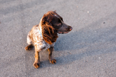 Russian brown spaniel sitting on the pavement outside looking away.の写真素材