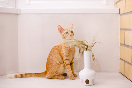 A young red cat got scared and is hiding behind a vase of wheat spikes.の写真素材