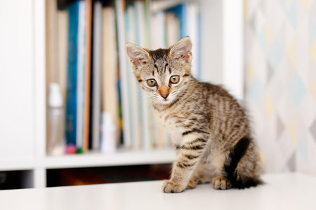 A little striped kitten sits on a white table near a rack of books. Home comforts.の写真素材