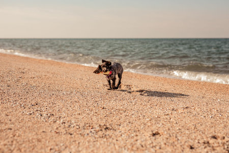 Russian brown spaniel puppy running and playing on the sandy beach. Summer nature