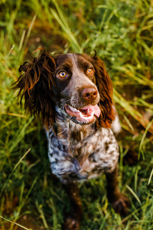 A brown spaniel lying in green grass in a field and lit by the setting sun