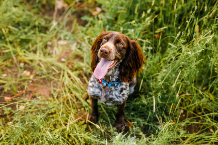 Russian brown spaniel lying in green grass in a field and lit by the setting sun
