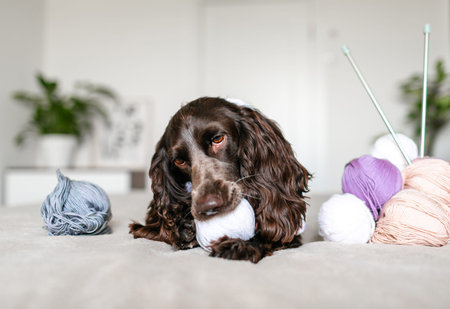 Dog Russian brown spaniel lying on the bed and playing with balls of colorful woolen threads.