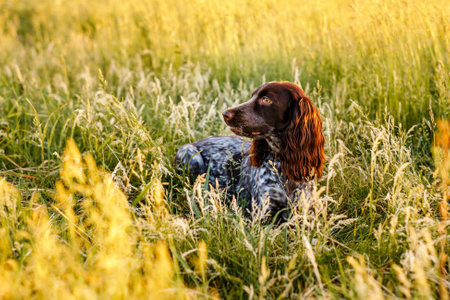 Brown spaniel lying in green grass in a field and lit by the setting sun.の写真素材