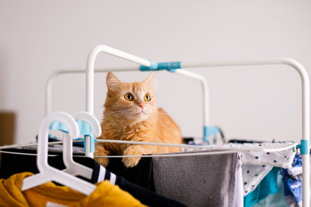 A red furry cat lies on a clothes dryer with clean clothes. Kitten playing, hunting, staring...
