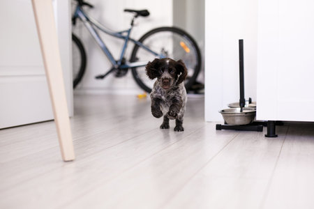 Young springer spaniel dog playing with toy on a floor at home