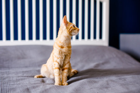 A red-haired little kitten with huge ears sits on a bed with a gray blanket and looks around.の写真素材