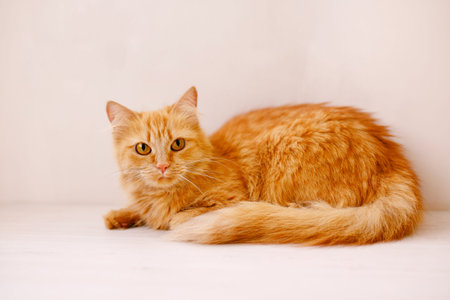 A red, fluffy, beautiful cat lies on a white windowsill by a flower pot and looks frightened