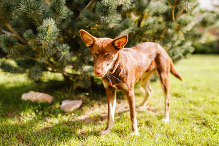 Australian Kelpie puppy outside in the yard on the green lawnの写真素材