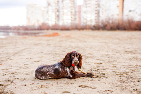 Brown Springer Spaniel Enjoying Playtime on Riverbank