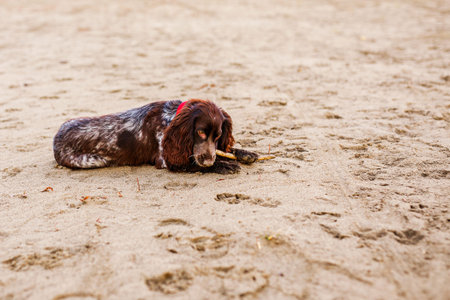 Brown Springer Spaniel Having Fun on Sandbank