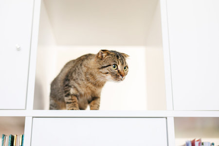 Lop-Eared Kitten Exploring on White Shelf with Books. Place for textの写真素材