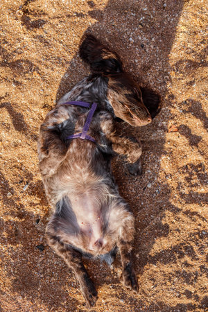 Young springer spaniel dog playing with toy on a floorの写真素材