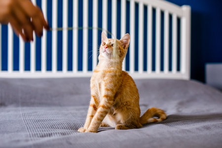 A red-haired little kitten with huge ears sits on a bed with a gray blanket and looks aroundの写真素材