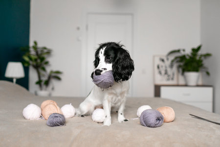 Adorable Spaniel Puppy Entertained by Woolen Balls on Cozy Bed.