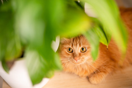 a red cat lying on a wooden table next to a green potted indoor plant.
