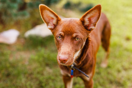 Australian Kelpie puppy outside in the yard on the green lawn.の写真素材