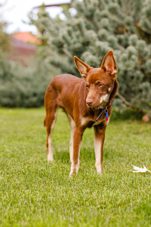Australian Kelpie puppy outside in the yard on the green lawn.の写真素材