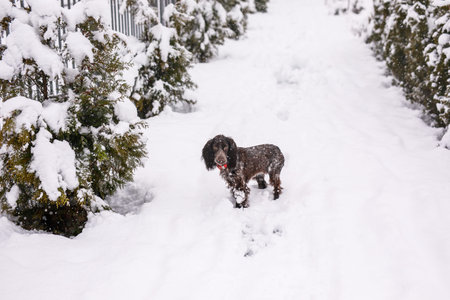 Russian spaniel dog walking outside in winter, playing with me, coming into snowdrifts. The benefits...