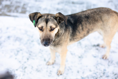 A homeless young gray dog is suffering from hunger in the icy streets during the cold winter.