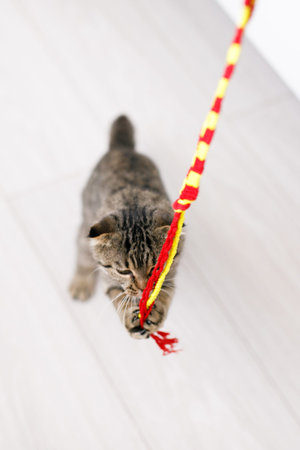 A Scottish lop-eared cat plays with ribbons on a light-colored wood floor. Light background with...