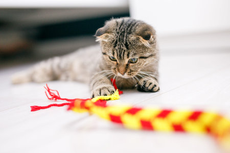 A lop-eared cat plays with ribbons on a light-colored wood floor. Light background with space for...