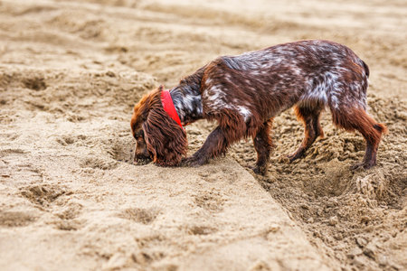 Brown Springer Spaniel Enjoying Playtime on the Sand.の写真素材