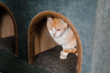 A sad, sick cat at the shelter gazes forlornly, waiting for an owner.の写真素材