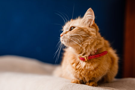 Scared ginger cat with a collar sitting on the couch.の写真素材