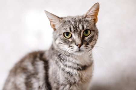 A suffering homeless cat sits in the shelter, looking mournfully and waiting for a family.