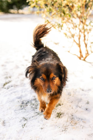 A fluffy dog with black and red fur and lovely fluffy ears wanders the streets during the harsh...